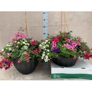 Hangingbasket XXL