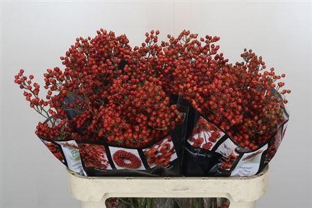 <h4>Rosa Aut Rosefruits</h4>