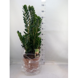 Zamioculcas zamiifolia