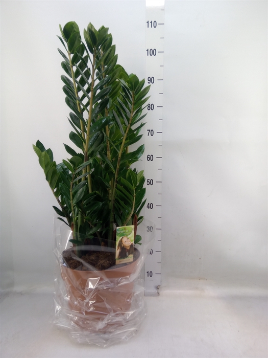 <h4>Zamioculcas zamiifolia</h4>