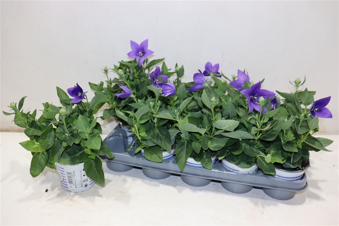 <h4>Platyco Gr Pst Blue</h4>