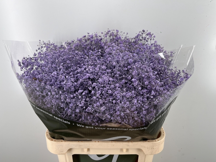 <h4>GYPS KLB H%</h4>