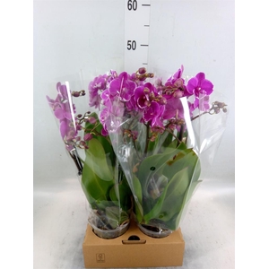 Phalaenopsis   ...lilac