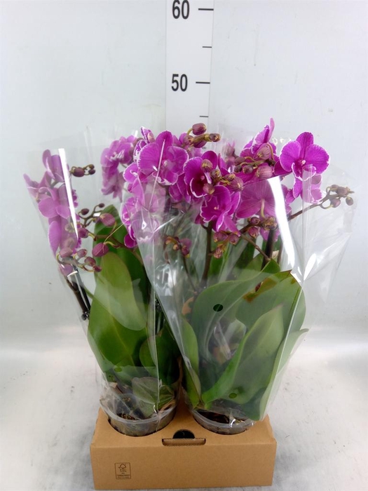 <h4>Phalaenopsis   ...lilac</h4>