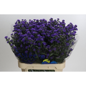 Aster Baby Parade