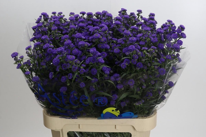 <h4>Aster Baby Parade</h4>
