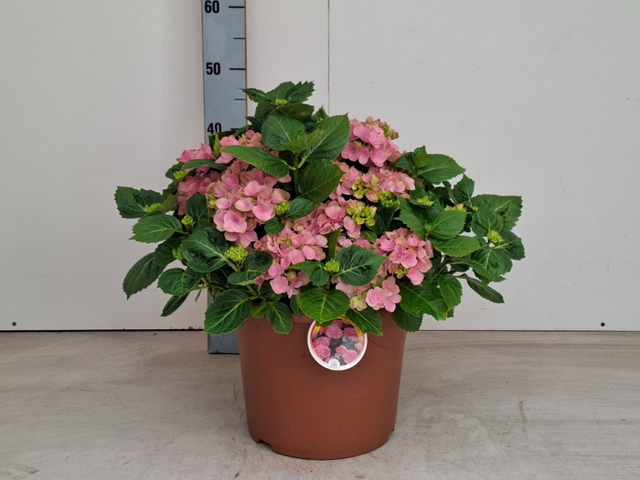 <h4>HYDR M HI RIVER</h4>