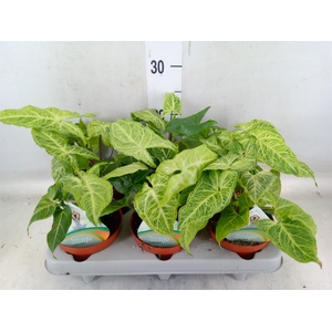 Syngonium   ...