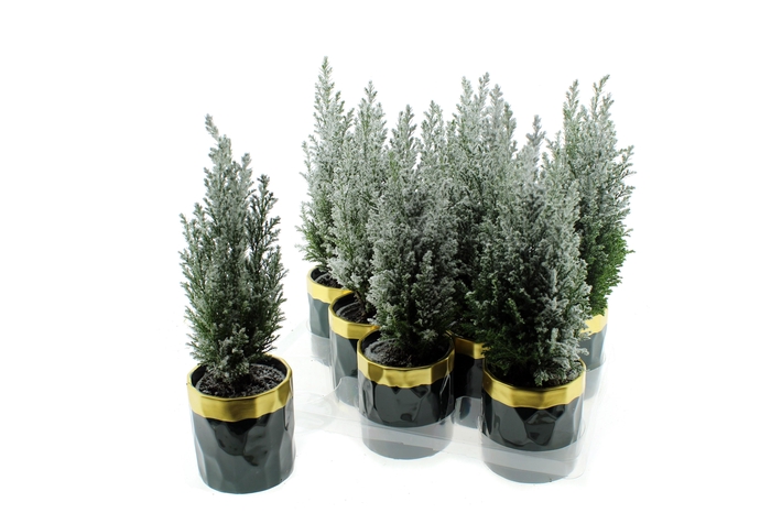 <h4>Cham L Ellwoodii</h4>