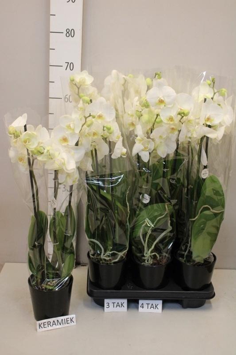 <h4>ARR PHAL MT</h4>