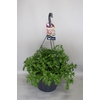 Hangpotten 37 cm met waterreservoir  Mix 01 Scaevola Trio