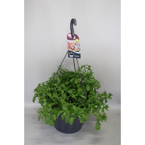 Hangpotten 37 cm met waterreservoir  Mix 01 Scaevola Trio