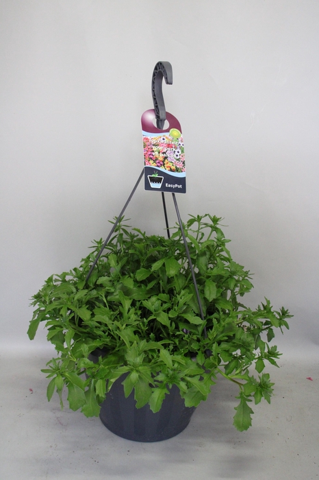 <h4>Hangpotten 37 cm met waterreservoir  Mix 01 Scaevola Trio</h4>