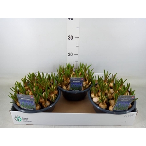 Muscari  'Big Smile'