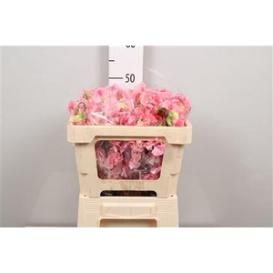Lathyr Pink Wedding