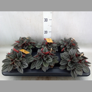 Peperomia caperata 'Santorini'