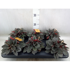 Peperomia caperata 'Santorini'