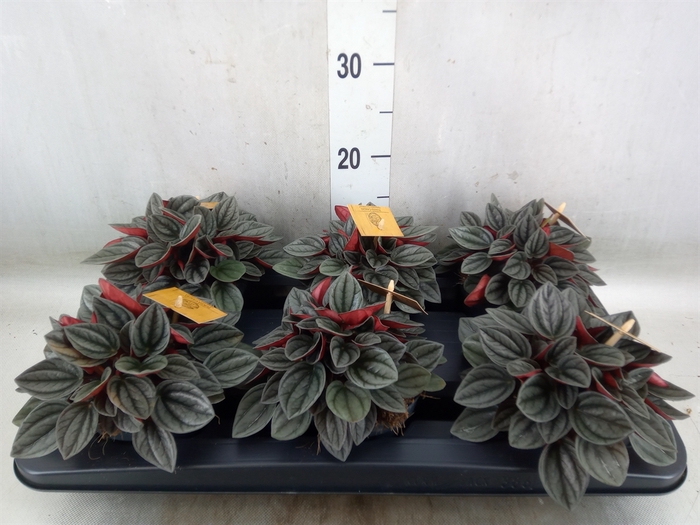 <h4>Peperomia caperata 'Santorini'</h4>