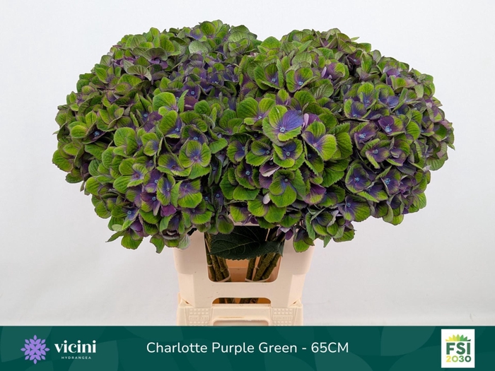 <h4>Hydrangea 'Magical Charlotte' BL 20cm</h4>