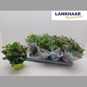 KAL EN GEM IN POT