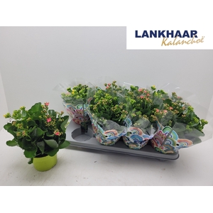 KAL EN GEM IN POT