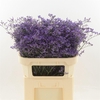 Limonium 'Safora Dark Blue'