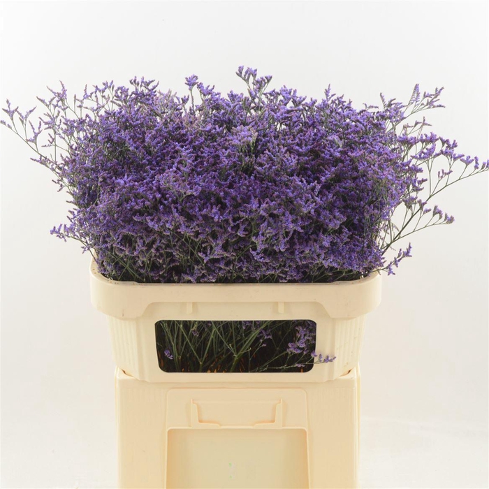 <h4>Limonium 'Safora Dark Blue'</h4>