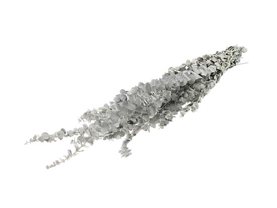 Bunch Eucalyptus Baby 150g L60/75