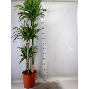 Dracaena fr de 'Ulises'
