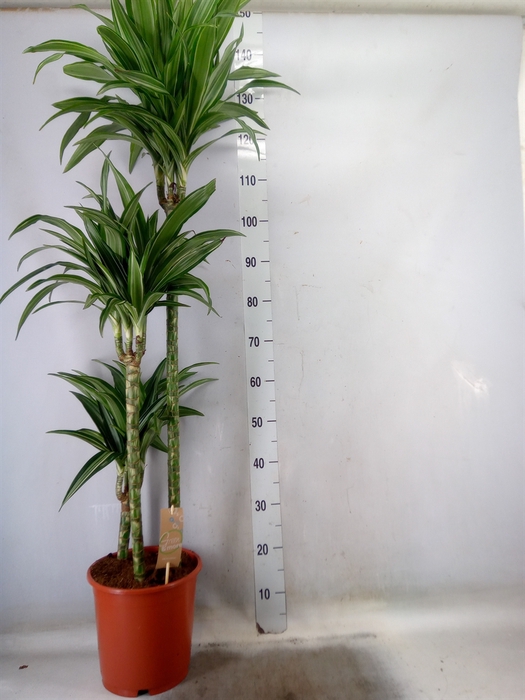 <h4>Dracaena fr de 'Ulises'</h4>