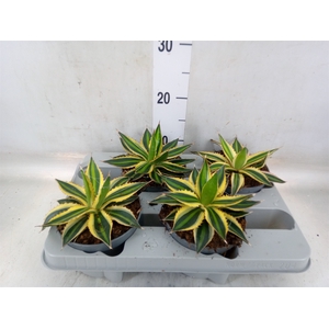 Agave lophantha 'Quadricolor'