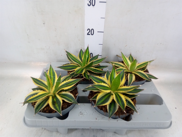 <h4>Agave lophantha 'Quadricolor'</h4>