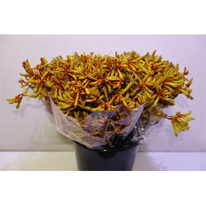 Anigoz Orange Velvet