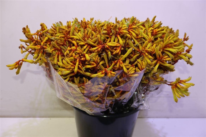 Anigoz Orange Velvet