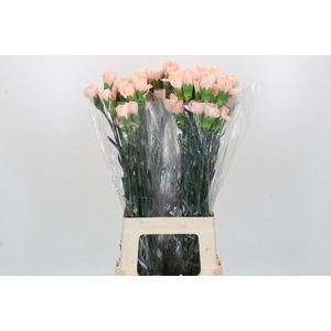 Dianthus St Novia