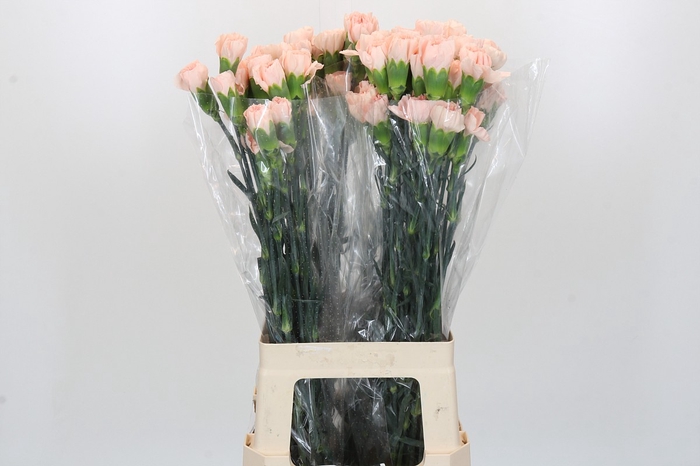 Dianthus St Novia