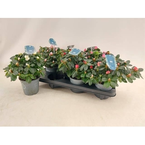 RHODO SI V GEM 4 SRT