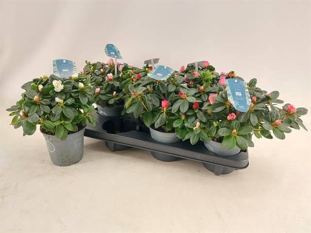 <h4>RHODO SI V GEM 4 SRT</h4>