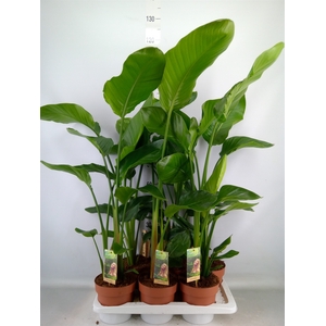 Strelitzia nicolai