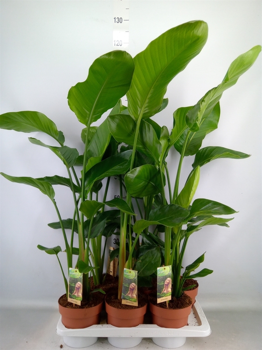 <h4>Strelitzia nicolai</h4>