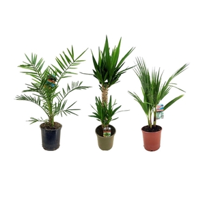 Palmen mix indoor - 2/3 soorten