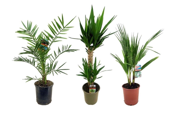 <h4>Palmen mix indoor - 2/3 soorten</h4>