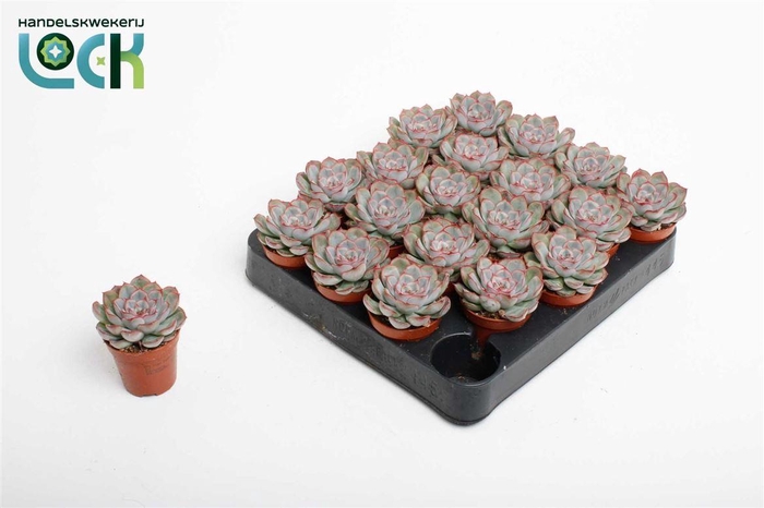 <h4>Echeveria overig zonder bloem</h4>