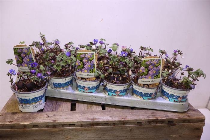 <h4>Anem Bl Blue Shades</h4>