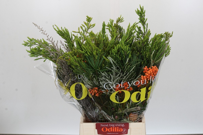 <h4>BQ Cape Greenmix</h4>
