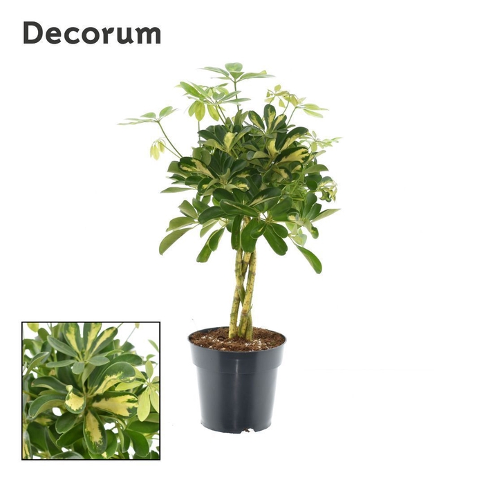 <h4>Schefflera Gold Capella vlecht (Decorum)</h4>