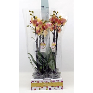 Phalaenopsis   ...yellow