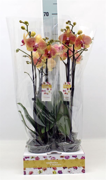 <h4>Phalaenopsis   ...yellow</h4>