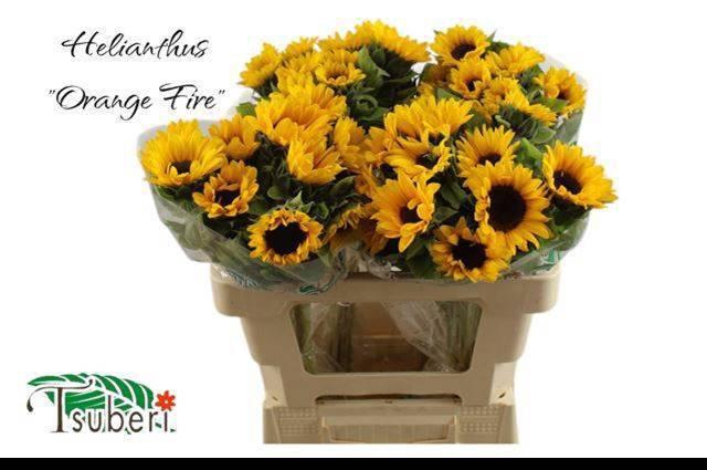 <h4>HELI ORANGE FIRE</h4>