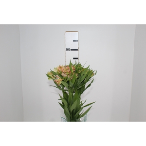 ALSTROEMERIA OPTIMA 080 CM